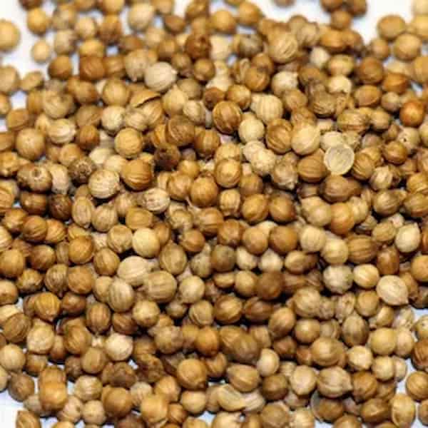 تصویر 1 از قیمت خرید بذر گشنیز خارجی با فروش عمده
